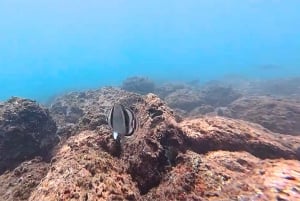 Guanacaste: Guided Shore Snorkeling and Marine Discovery