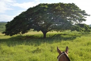 Guanacaste: Horseback Riding Tour on the Tropical Dry Forest