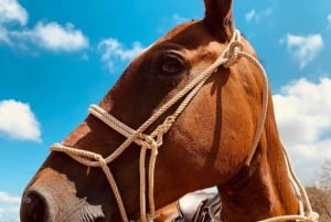 Guanacaste: Horseback Riding Tour on the Tropical Dry Forest