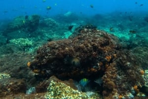 Guanacaste: Isla Murciélago bådtur/snorkling
