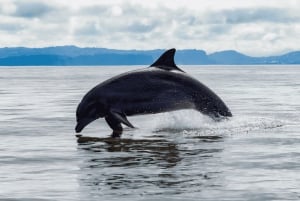 Guanacaste: Isla Murciélago bådtur/snorkling