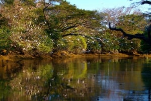 Guanacaste: Palo Verde båtturer