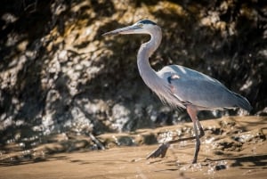 Guanacaste: Palo Verde båtturer