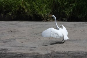 Guanacaste: Palo Verde båtturer