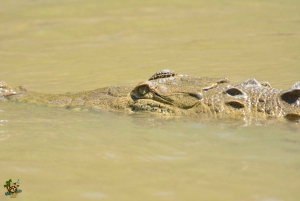 Guanacaste: Palo Verde båtturer