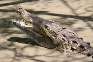 Guanacaste: Palo Verde båtturer