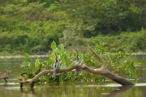 Guanacaste: Palo Verde nasjonalpark Jungle River Cruise
