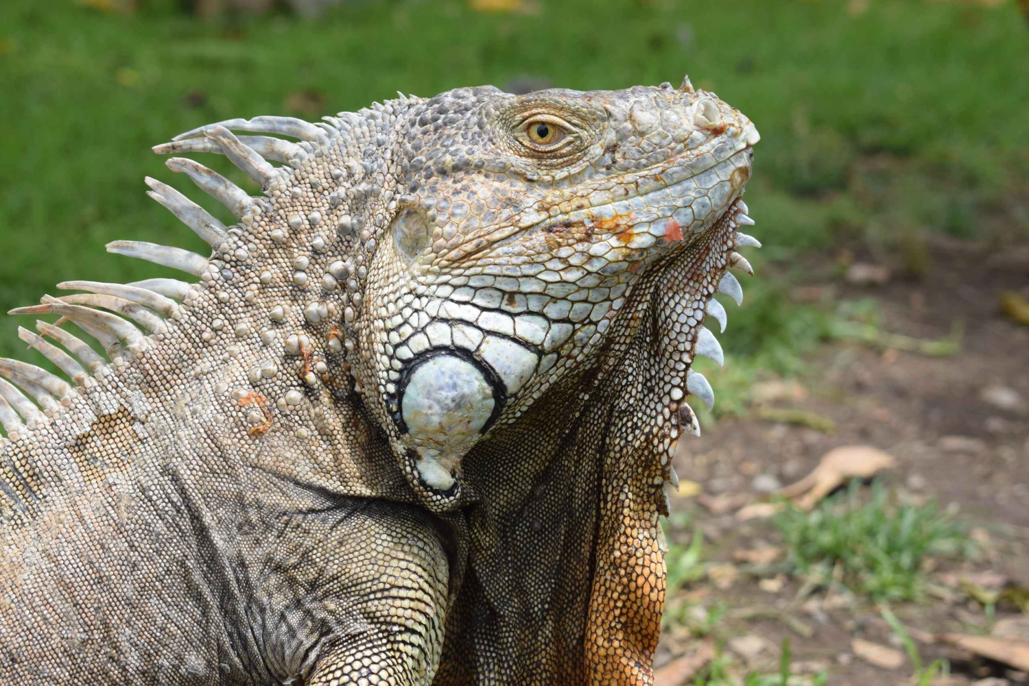 Guanacaste: safári de barco pela vida selvagem de Palo Verde