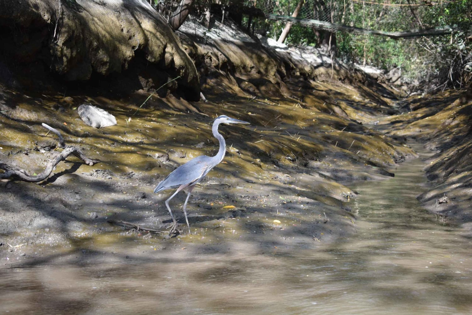 Guanacaste: safári de barco pela vida selvagem de Palo Verde