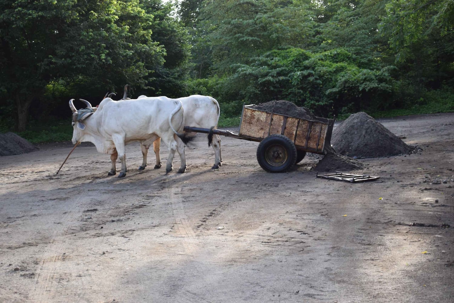 Guanacaste: safári de barco pela vida selvagem de Palo Verde