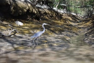 Guanacaste: tour in barca alla scoperta della fauna selvatica di Palo Verde
