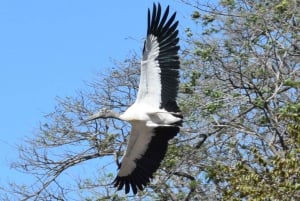 Guanacaste: tour in barca alla scoperta della fauna selvatica di Palo Verde