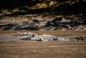 Guanacaste: tour in barca alla scoperta della fauna selvatica di Palo Verde