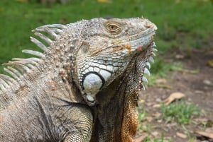 Guanacaste: safári de barco pela vida selvagem de Palo Verde