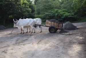 Guanacaste: safári de barco pela vida selvagem de Palo Verde