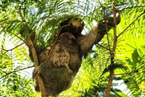 Guanacaste : Excursion d'une journée dans la forêt tropicale, les paresseux et la nature avec déjeuner