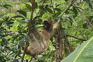 Guanacaste : Excursion d'une journée dans la forêt tropicale, les paresseux et la nature avec déjeuner