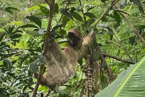 Guanacaste: Rainforest, Sloths, & Nature Day Trip with Lunch