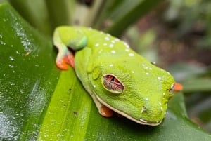 Guanacaste: Regnskov, dovendyr og natur - dagstur med frokost