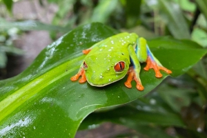Guanacaste: viagem de um dia pela floresta tropical, preguiças e natureza com almoço