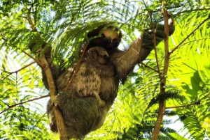 Guanacaste: Rainforest, Sloths, & Nature Day Trip with Lunch