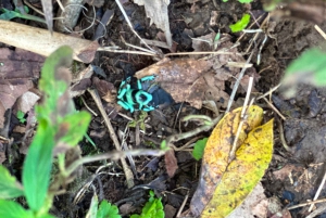 Guanacaste: viagem de um dia pela floresta tropical, preguiças e natureza com almoço