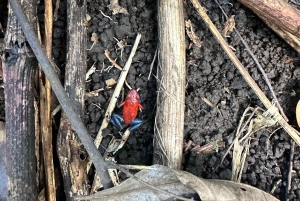 Guanacaste: viagem de um dia pela floresta tropical, preguiças e natureza com almoço