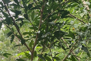 Guanacaste: viagem de um dia pela floresta tropical, preguiças e natureza com almoço