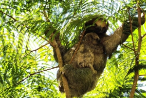 Guanacaste: viagem de um dia pela floresta tropical, preguiças e natureza com almoço