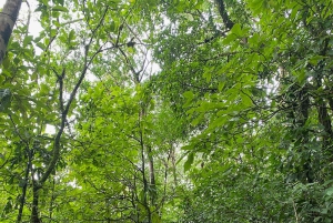 Guanacaste: viagem de um dia pela floresta tropical, preguiças e natureza com almoço