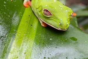 Guanacaste: viagem de um dia pela floresta tropical, preguiças e natureza com almoço