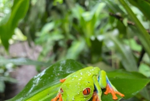 Guanacaste: viagem de um dia pela floresta tropical, preguiças e natureza com almoço