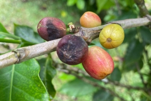 Guanacaste: viagem de um dia pela floresta tropical, preguiças e natureza com almoço