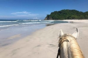 Guanacaste: Safari & Buenavista Beach Horse Riding Tour