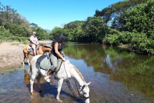 Guanacaste: Safari-ridetur i junglen