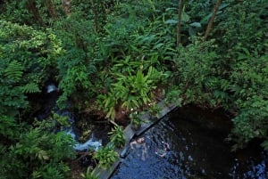 Guanacaste: Adgangsbillet til Sensoria Rainforest Thermal Pools