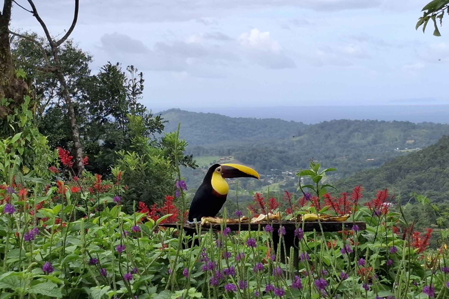 Guanacaste: Faultierbeobachtung & Kaffeetour
