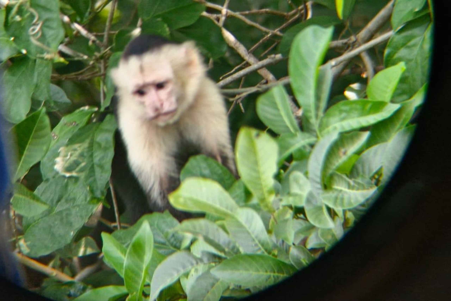 Guanacaste: Faultierbeobachtung & Kaffeetour