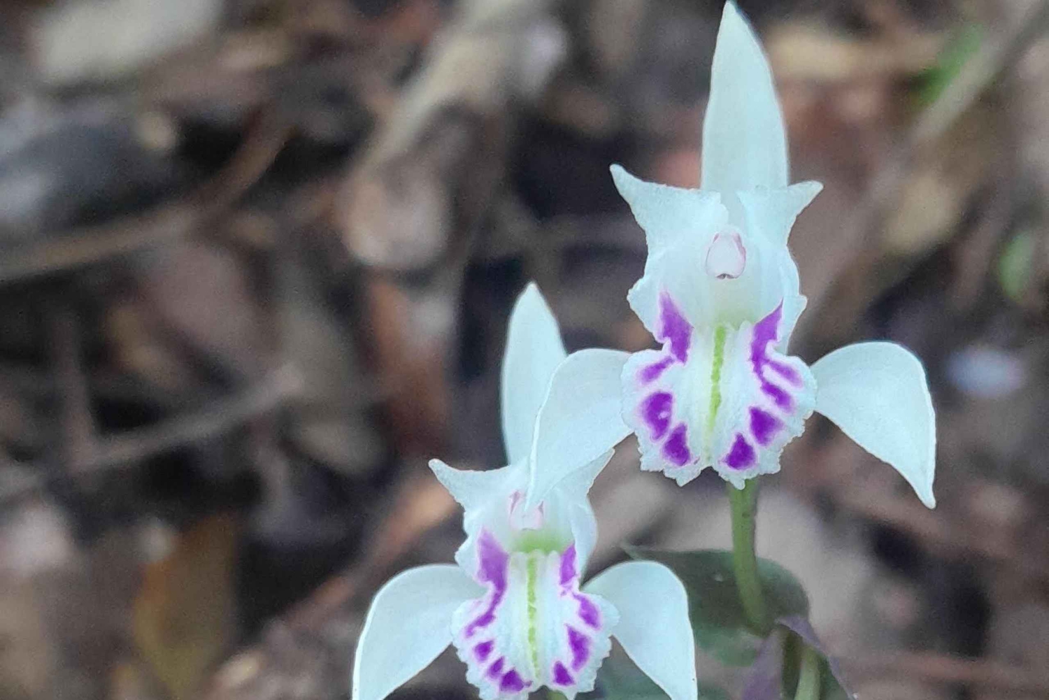 Guanacaste: Faultierbeobachtung & Kaffeetour