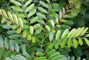 Guanacaste: Dovendyrsobservation og kaffetur