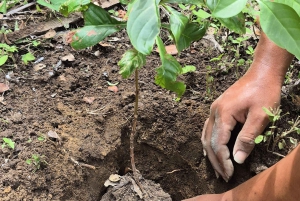 Guanacaste: Faultierbeobachtung & Kaffeetour