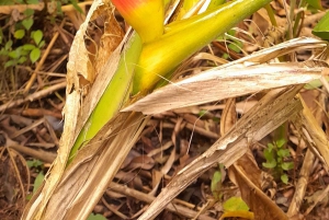 Guanacaste: Faultierbeobachtung & Kaffeetour