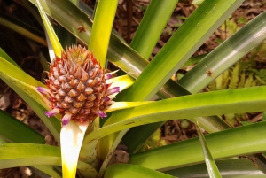 Guanacaste: Faultierbeobachtung & Kaffeetour