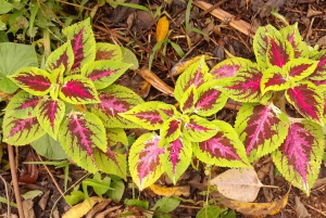 Guanacaste: Faultierbeobachtung & Kaffeetour