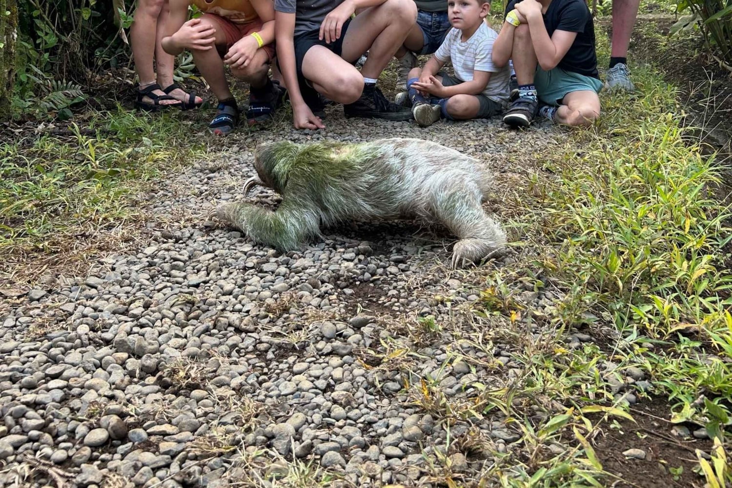 Guanacaste: Sloth Sanctuary and Waterfall Adventure