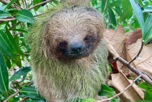 Guanacaste: Sloth Sanctuary and Waterfall Adventure