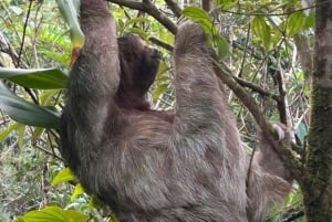 Guanacaste: Sloth Sanctuary and Waterfall Adventure