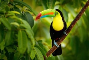 Guanacaste: Sloth Sanctuary and Waterfall Adventure