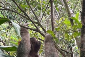 Guanacaste: Sloth Sanctuary and Waterfall Adventure