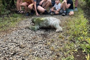 Guanacaste: Sloth Sanctuary and Waterfall Adventure